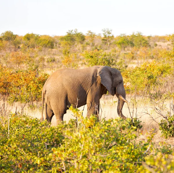 En Sudáfrica reserva natural de vida silvestre y elefante — Foto de Stock