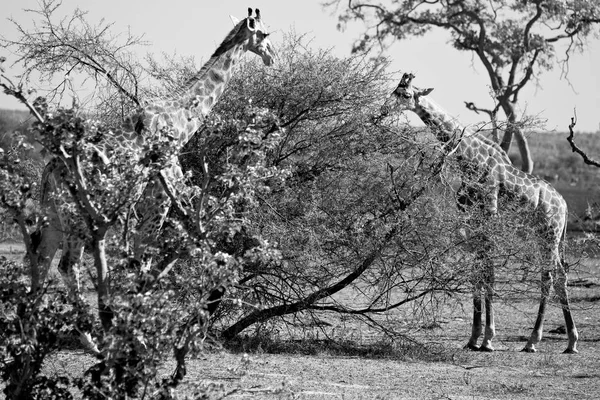 Na África do Sul reserva de vida selvagem e girafa — Fotografia de Stock