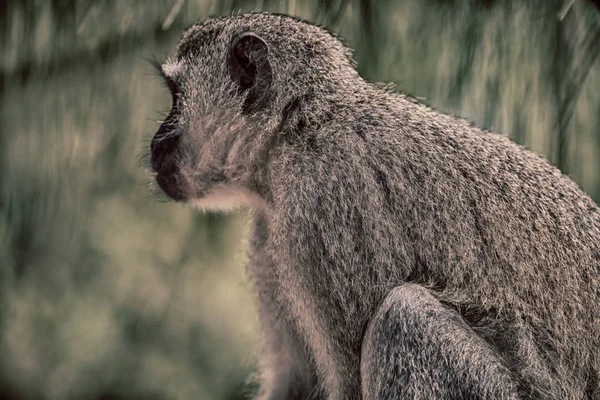 In Südafrika Wildtiere Natur und Affen — Stockfoto