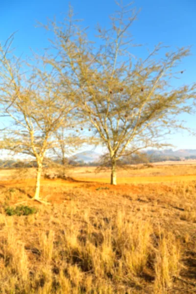 Im Naturschutzgebiet Swasiland — Stockfoto