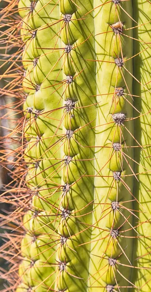 Absztrakt levél a kaktusz növény, és a fény — Stock Fotó