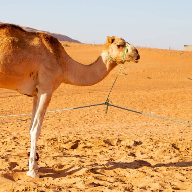 Umman boş dörtte çöl gökyüzüne yakın bir ücretsiz dromedary içinde