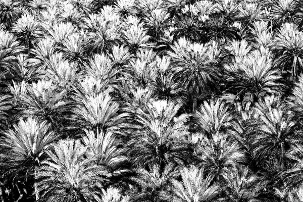 Dans le jardin oman et la culture de palmiers de haute — Photo