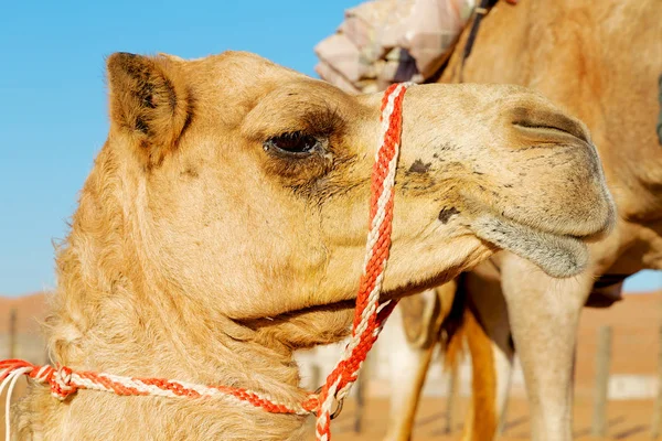 Dans un quartier vide oman du désert — Photo