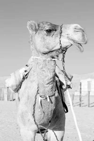 在阿曼空旷的沙漠附近天空免费骆驼 — 图库照片