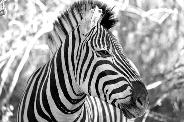 En Afrique du Sud réserve naturelle faunique et zèbre — Photo