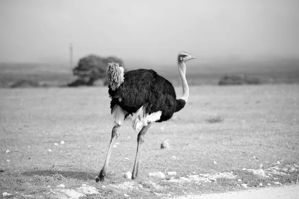 In south africa     wildlife  nature  reserve and   ostrich — Stock Photo, Image