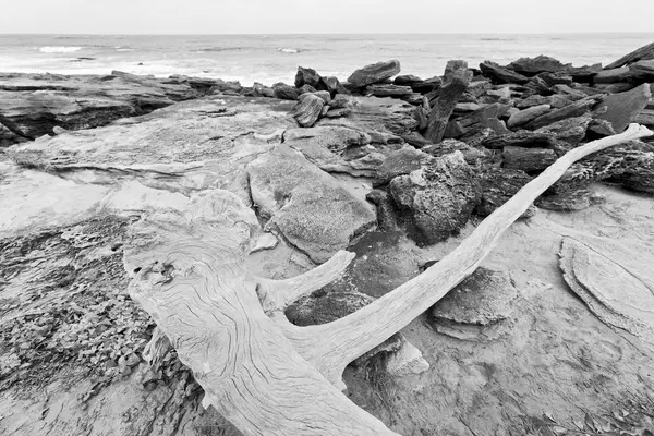 En Afrique du Sud branche arbre mort littoral — Photo