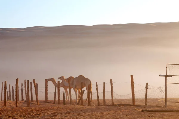 Umman boş dörtte çöl gökyüzüne yakın bir ücretsiz dromedary içinde — Stok fotoğraf