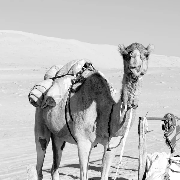 Dans oman quartier vide du désert un dromadaire libre près du ciel — Photo