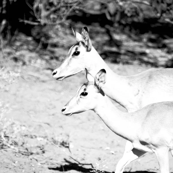 Wilde Impala im Winterbusch — Stockfoto