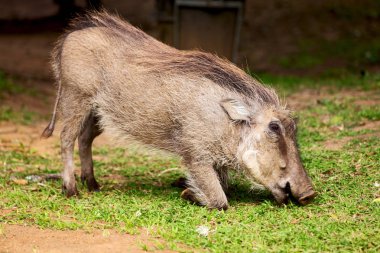  Güney Afrika yaban hayatı rezerv ve yaban domuzu