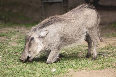  Güney Afrika yaban hayatı rezerv ve yaban domuzu