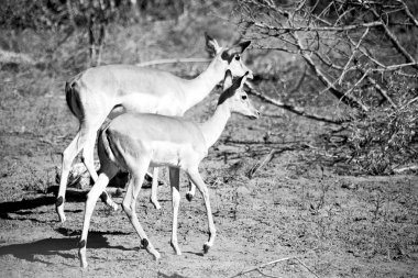  Kış ormanda vahşi Impala