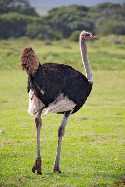 In Sudafrica riserva naturale faunistica e struzzo — Foto Stock