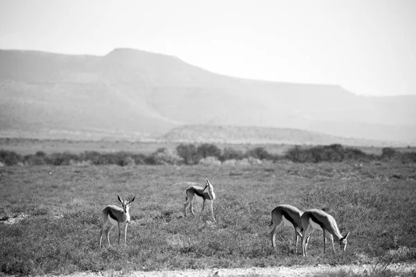 Impala selvatica nel cespuglio invernale — Foto Stock