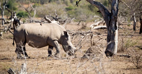 In Zuid-Afrika wildlife reserve en neushoorn — Stockfoto