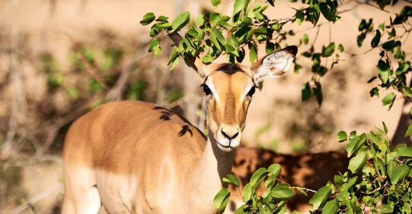 Impala silvestre en el arbusto de invierno —  Fotos de Stock