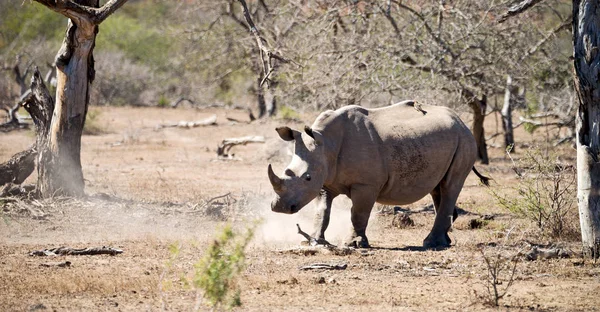 Na África do Sul reserva de vida selvagem e rinoceronte — Fotografia de Stock