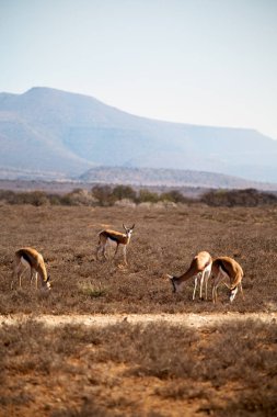  Kış ormanda vahşi Impala