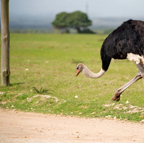 En Afrique du Sud réserve naturelle sauvage et autruche — Photo