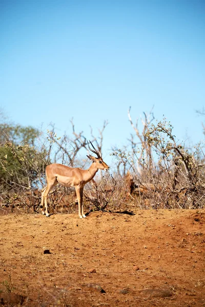 Impala sauvage dans la brousse d'hiver — Photo