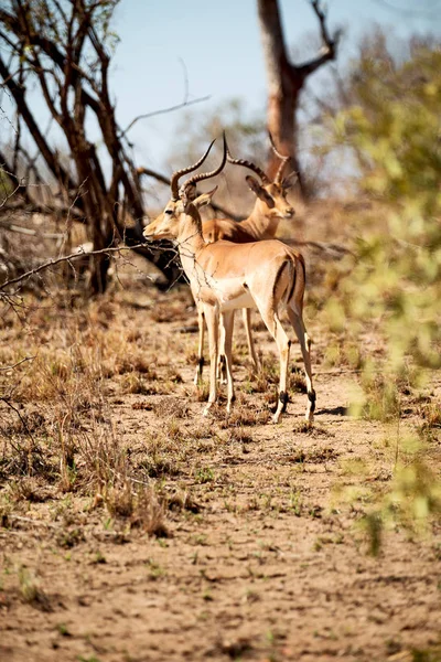 Impala selvagem no arbusto de inverno — Fotografia de Stock