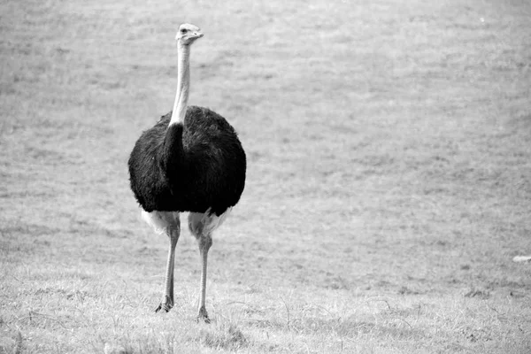 En Sudáfrica reserva natural de vida silvestre y avestruz — Foto de Stock