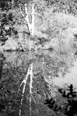   su Lirası göl ve ağaç yansıması