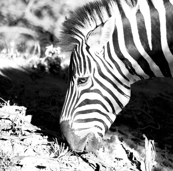 En Sudáfrica reserva natural de vida silvestre y cebra — Foto de Stock