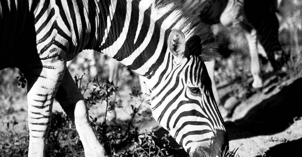 En Afrique du Sud réserve naturelle faunique et zèbre — Photo