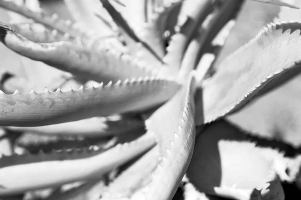 Abstract leaf of cactus plant and light — Stock Photo, Image