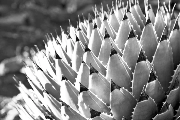 Abstracte blad van cactus plant en licht — Stockfoto