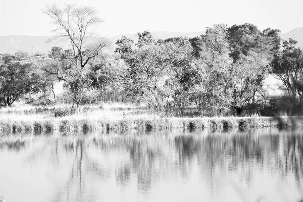 The pound lake and   tree reflection in water — Stock Photo, Image