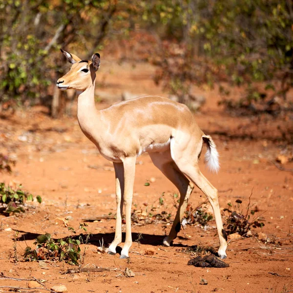 Impala silvestre en el arbusto de invierno — Foto de Stock