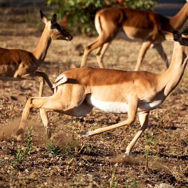Impala selvagem no arbusto de inverno — Fotografia de Stock