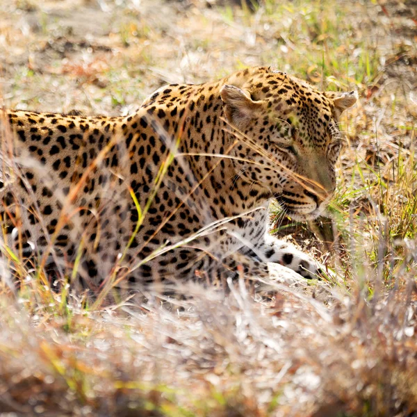 Na África do Sul kruger parque natural leopardo selvagem — Fotografia de Stock