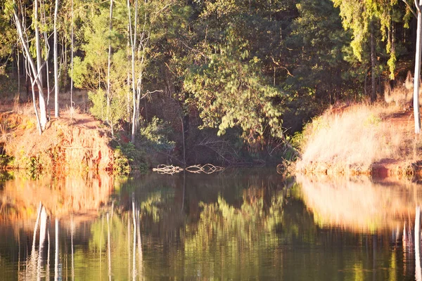 Su Lirası göl ve ağaç yansıması — Stok fotoğraf