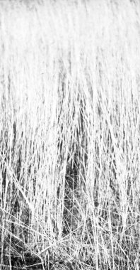 soyut çimenler gibi arka plan bulanıklık  