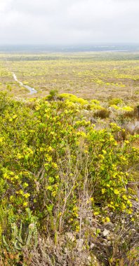 Güney Afrika'da kolza alanında kapat 