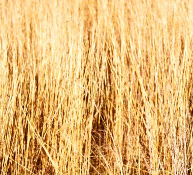 soyut çimenler gibi arka plan bulanıklık  