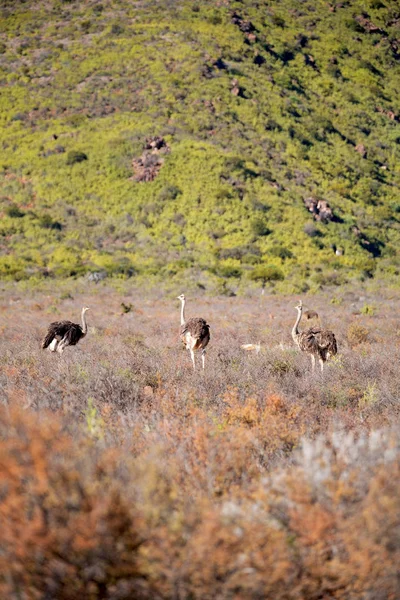 In Sudafrica struzzo selvatico — Foto Stock