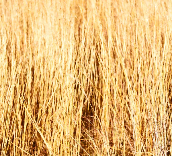 Desfocagem grama abstrata como fundo — Fotografia de Stock