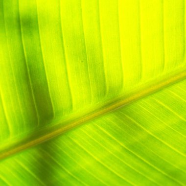 yaprak gibi arka plan kapat