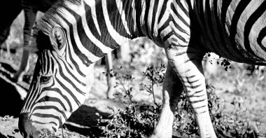   Güney Afrika yaban hayatı doğa rezerv ve zebra