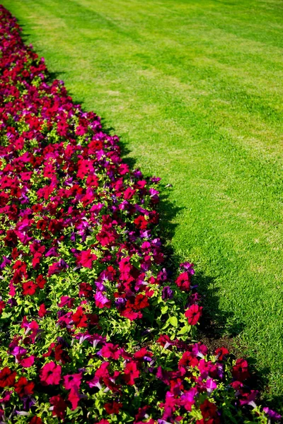 In oman bloemen en de kleuren van de lente tuin — Stockfoto