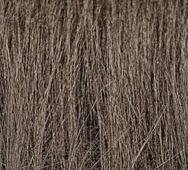 soyut çimenler gibi arka plan bulanıklık  