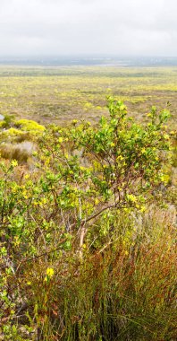 Güney Afrika'da kolza alanında kapat 
