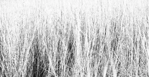 Desenfoque hierba abstracta como fondo — Foto de Stock