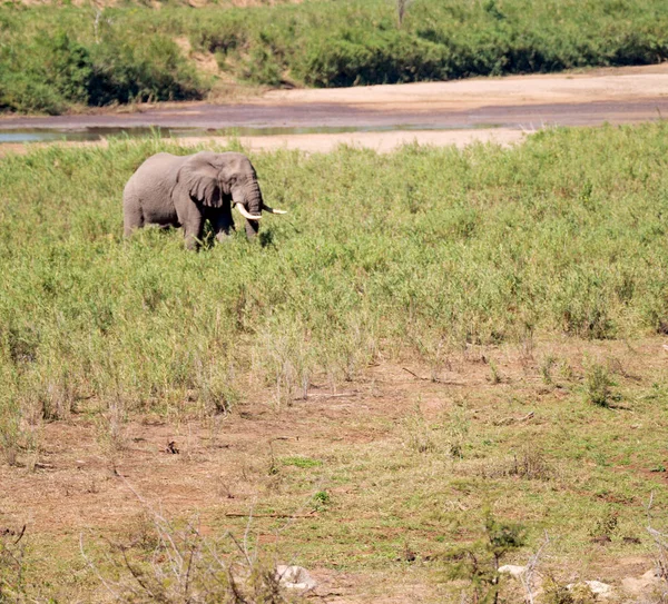 En Afrique du Sud éléphant sauvage — Photo